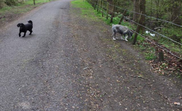walk in the park perth scotland dog walking service (10)