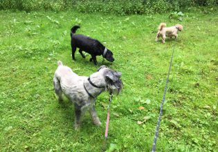 walk in the park perth scotland dog walking service (11)