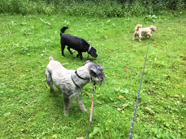 walk in the park perth scotland dog walking service (14)