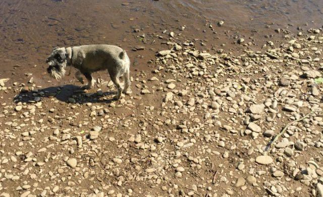 walk in the park perth scotland dog walking service (4)