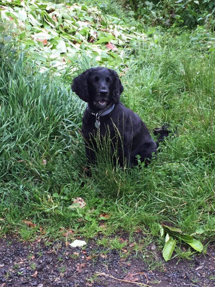 walk in the park perth scotland dog walking service (5)