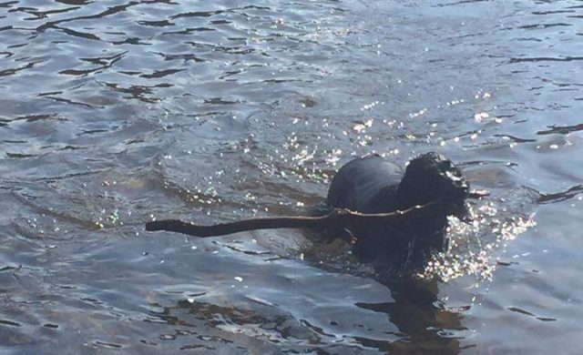 walk in the park perth scotland dog walking service (6)