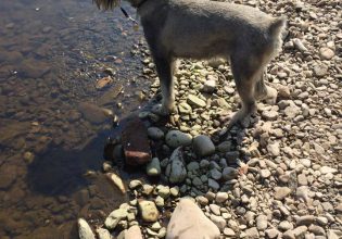 walk in the park perth scotland dog walking service (7)